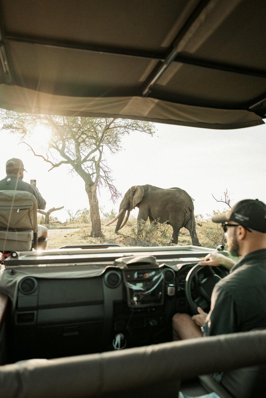 Elephant on a game drive in Kruger