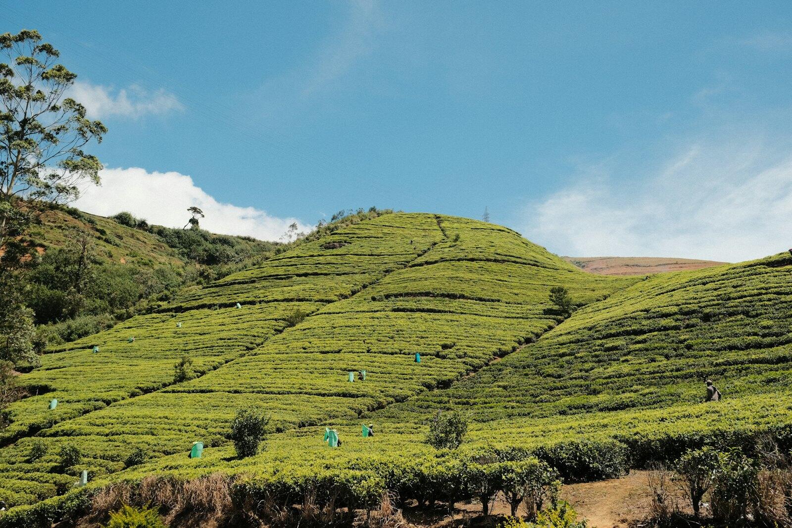 Tea hills in Nuwara Eliya, Sri Lanka