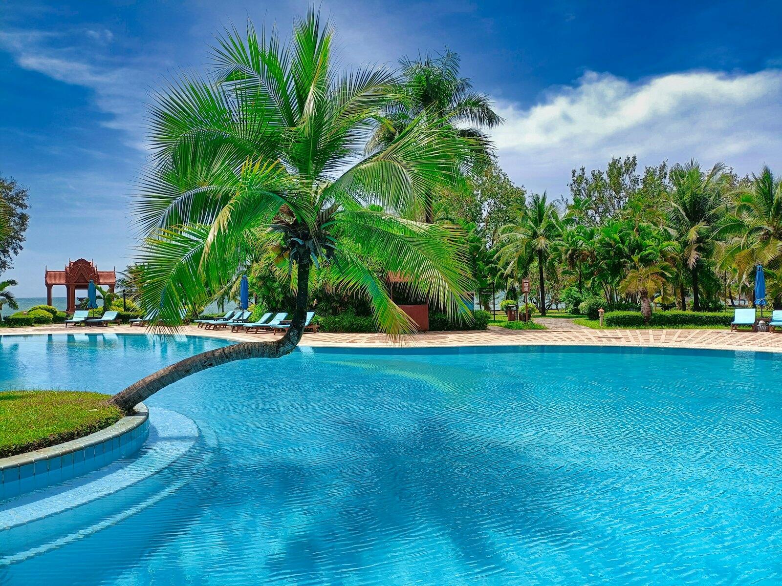 A pool with a palm tree in the middle of it — illustrative property style — illustrative style for Angkor Garden House