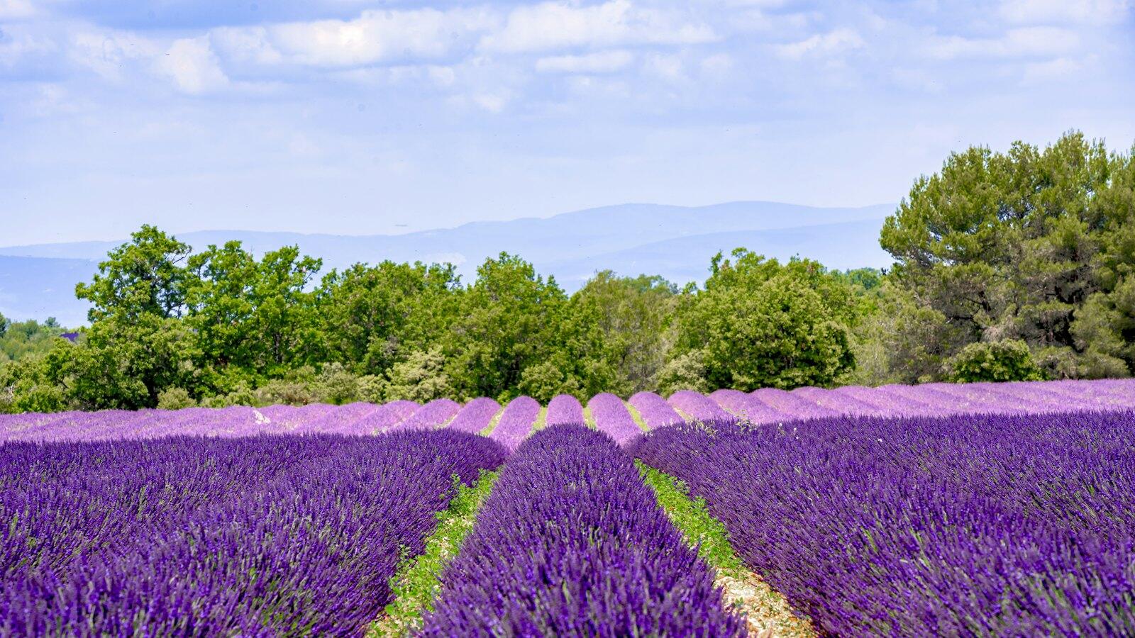 Lavender fields in Provence, France