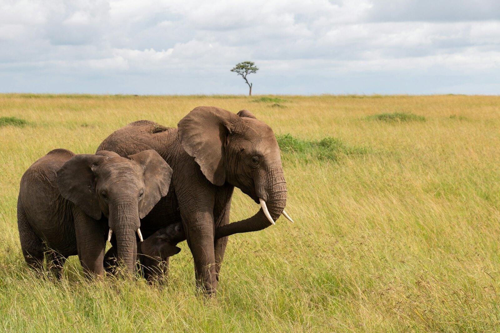 Elephants in the Maasai Mara, Kenya